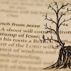 Jesus, a Shoot from the Stump of Jesse | Isaiah 11:1-10